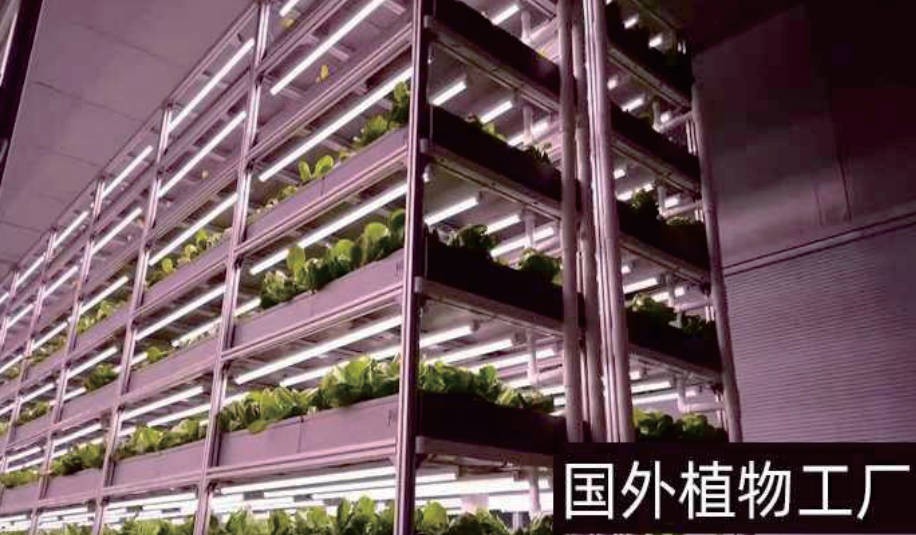 三防灯应用案例-植物工厂种植架吊装照明